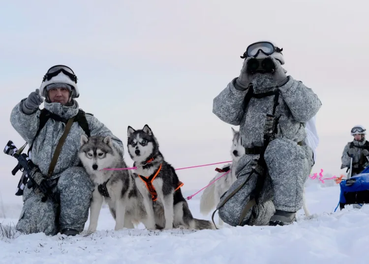 Los miembros de la unidad de reconocimiento de la brigada de infantería mecanizada ártica de la Flota del Norte realizan ejercicios militares y aprenden a conducir un trineo tirado por perros. Foto: Lev Fedossev