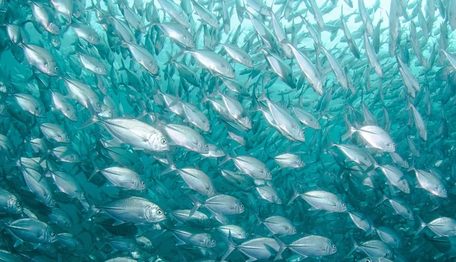 Brexit, Malvinas, pesca y estados de bandera