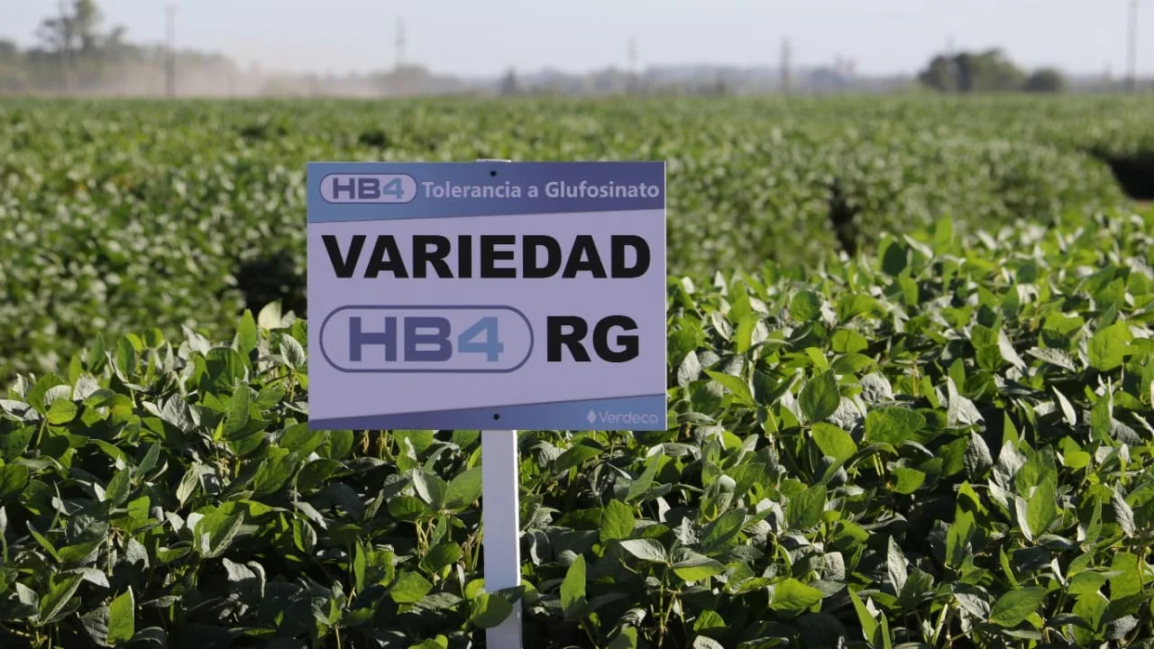 China aprueba la soja HB4 producida en Argentina