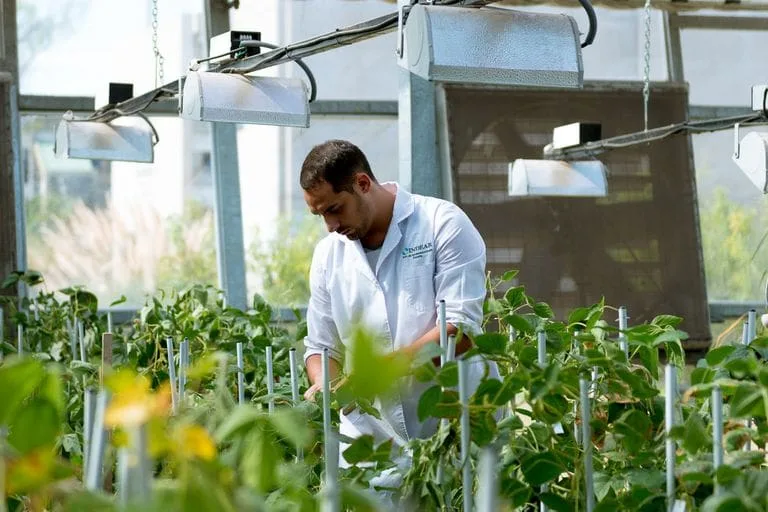 Bioceres divulga aprobación de transgénicos desde Estados Unidos