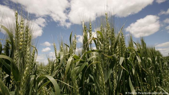 El trigo genéticamente modificado, ¿solución ante la crisis alimentaria?