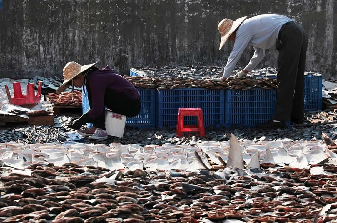 La pesca china en América Latina: un grave fenómeno en aumento