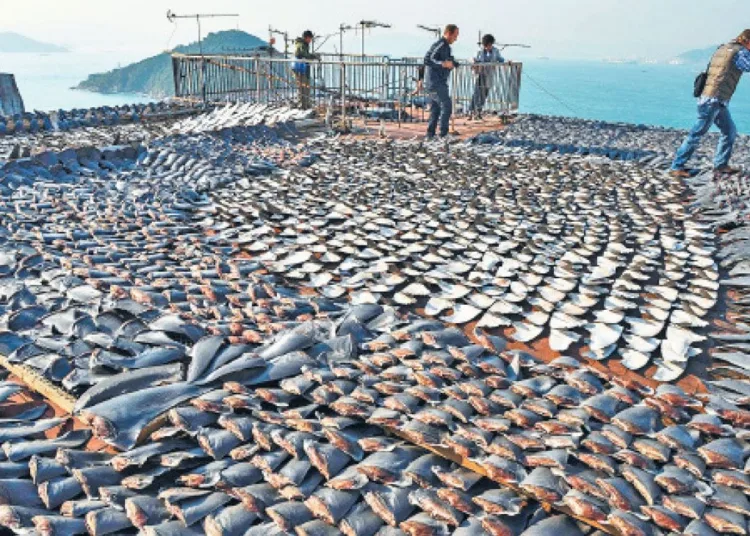 La pesca ilegal en las aguas de Malvinas significa unas 250.000 toneladas anuales / Créditos: archivo
