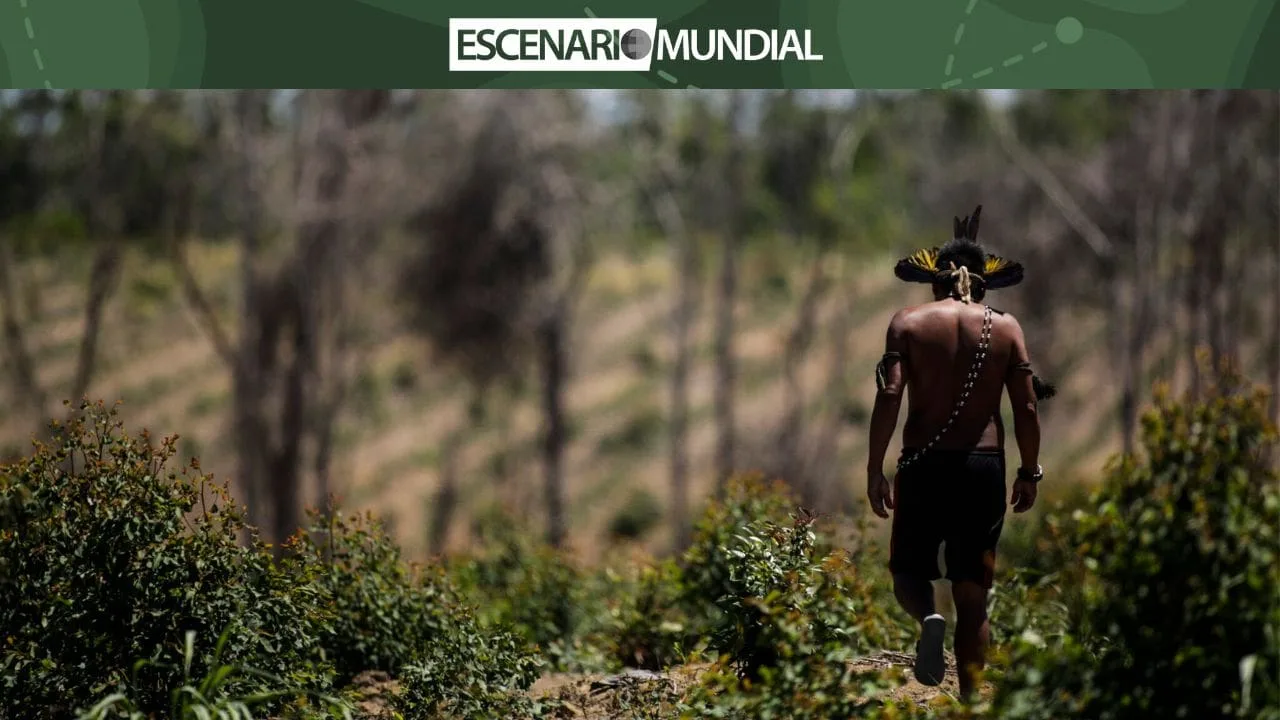 Iniciativas innovadoras como alternativa para combatir la deforestación