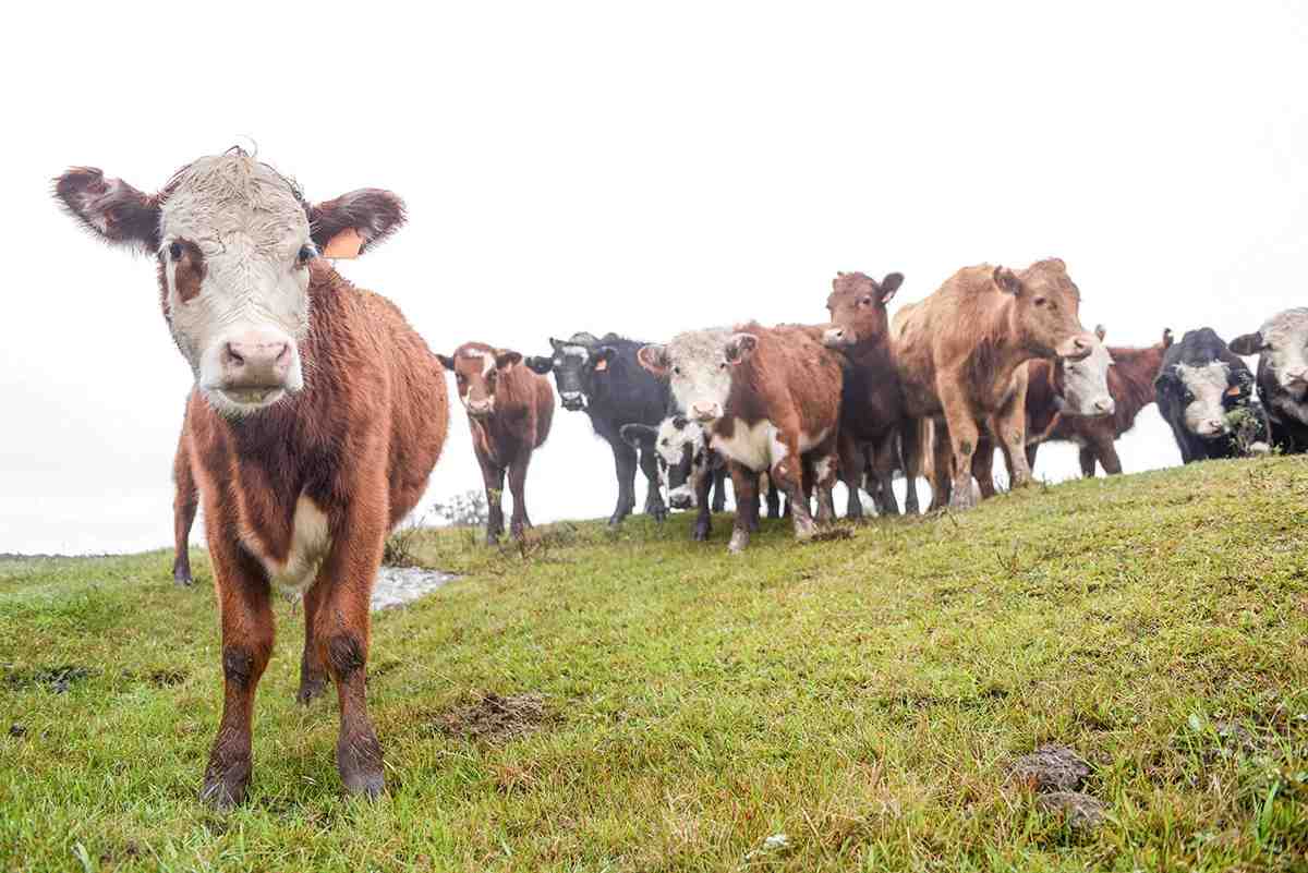 El fraude de las “vacas falsas” que sacude a Uruguay y podría costar cientos de millones de dólares