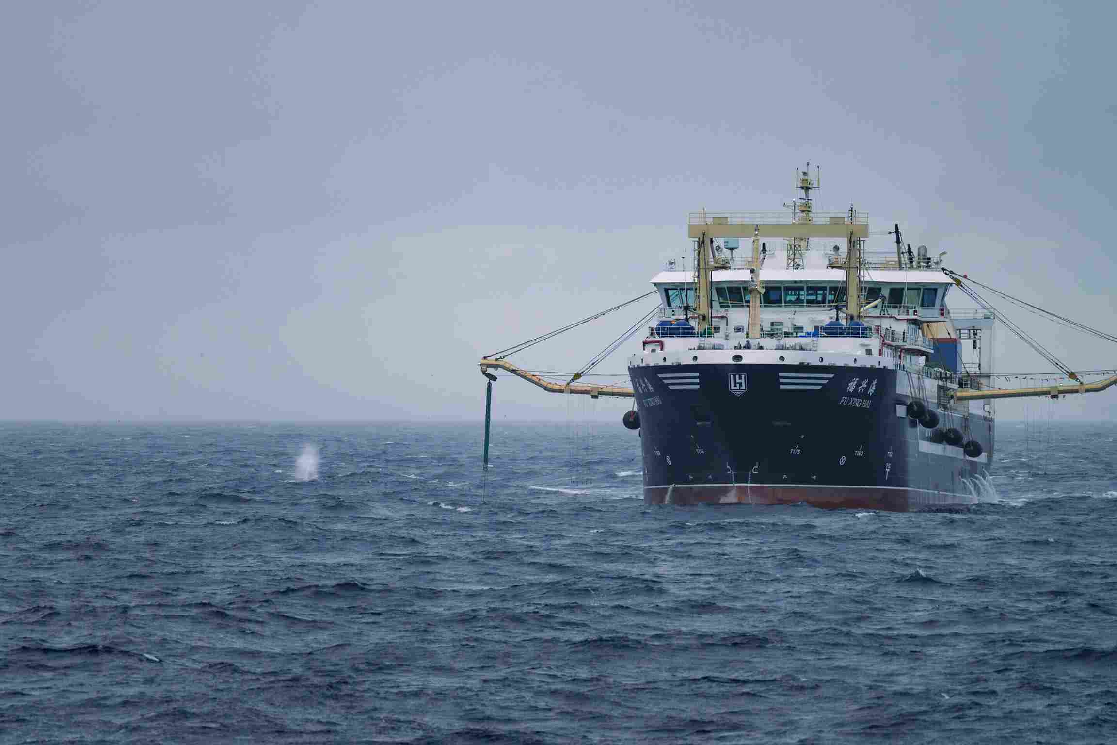 Récord de pesca de krill en la Antártida amenaza con un cierre inédito de la temporada