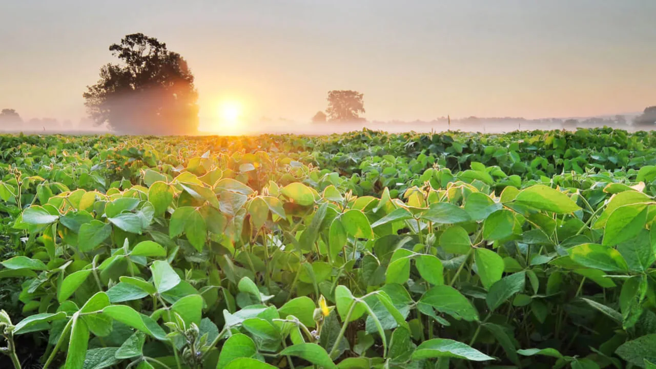 Dura crítica del sector sojero de EE.UU. a Trump tras las negociaciones con Argentina y la falta de acuerdo con China