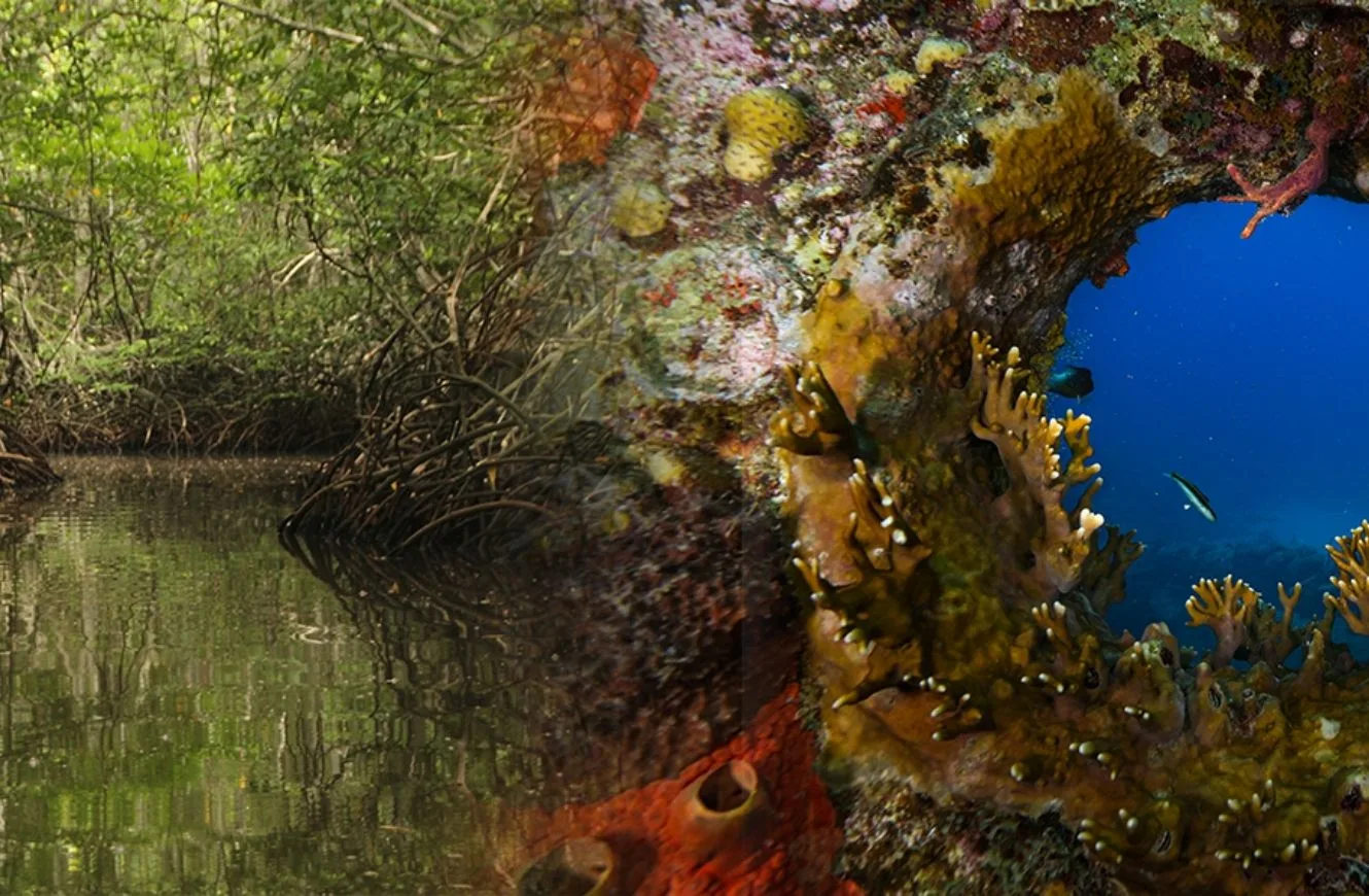 Colombia refuerza su liderazgo científico en el Pacífico y el Caribe con nuevas expediciones marinas