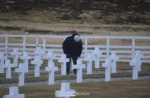 Cementerio de Darwin, Islas Malvinas. Crédito: Alejo Sanchez Piccat / Escenario Mundial