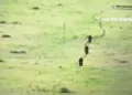 Un video difundido por canales especializados en seguimiento de la guerra muestra a efectivos de la unidad de reconocimiento rusa 417th ORB ejecutando un asalto contra posiciones defensivas ucranianas en la región de Zaporiyia utilizando motocicletas para aproximarse al objetivo. Créditos: Telegram Entre Guerras.