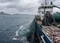 Un buque de arrastre opera para capturar el calamar patagónico (Loligo) en Malvinas. Imagen ilustrativa.
